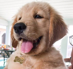 Meet your Posher, Annie